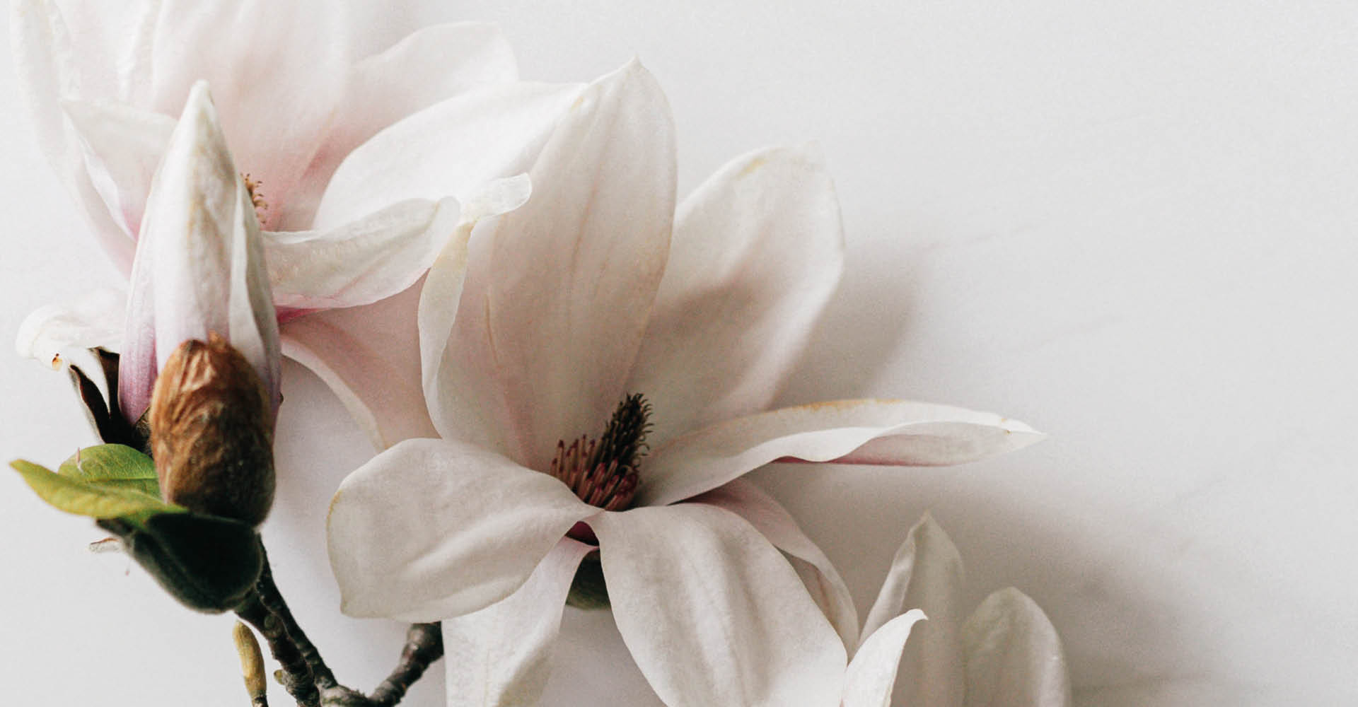 Immagine di due fiori di Magnolia.